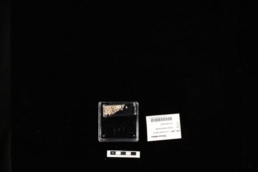Triturus vittatus