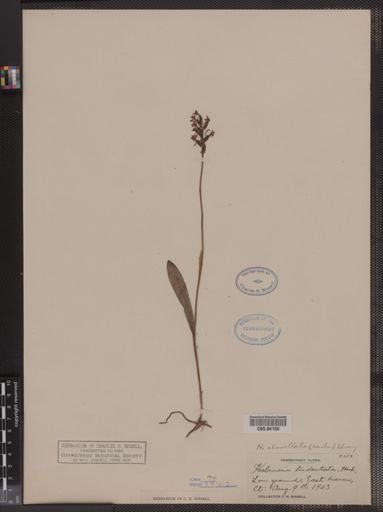 Platanthera clavellata