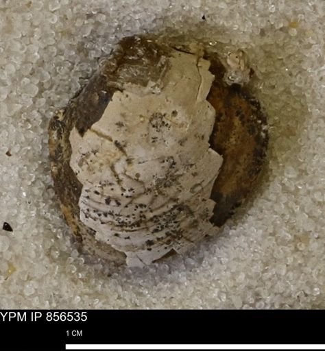 Protocardia sp.