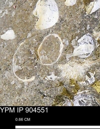 undet. Bivalvia
