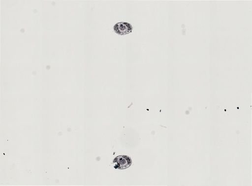 Plagiostomum vittatum