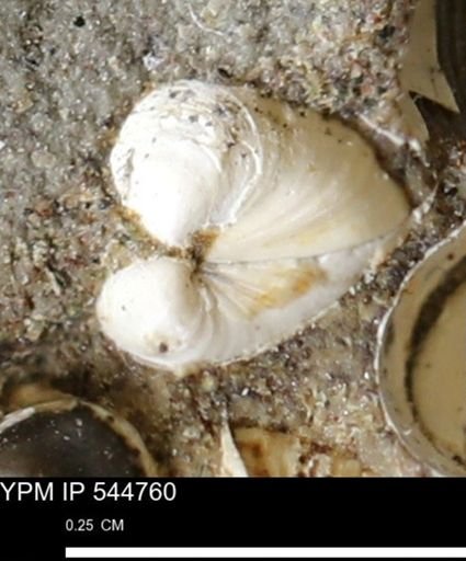 Corbulamella gregaria