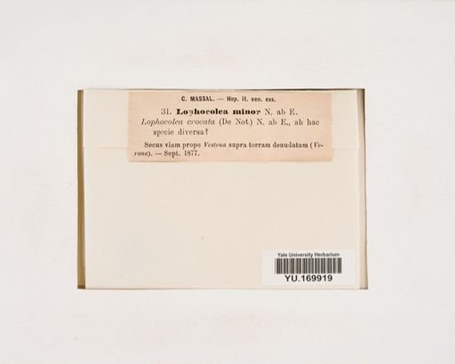 Plantae