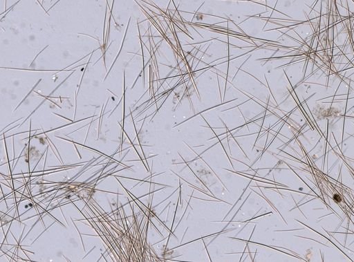 Halichondrida