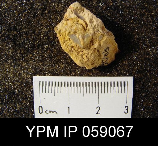 Cyrtina dalmani