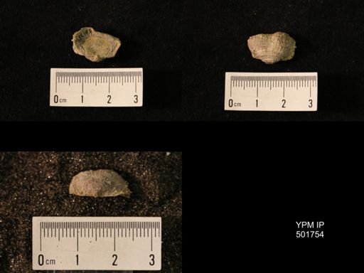 Marginifera lasallensis