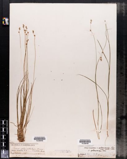 Plantae
