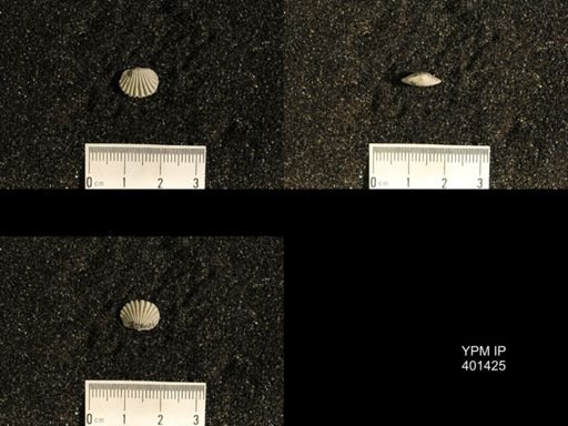 Plectorthis plicatella