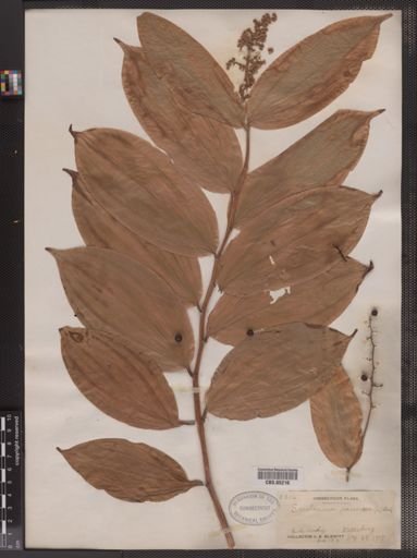 Maianthemum