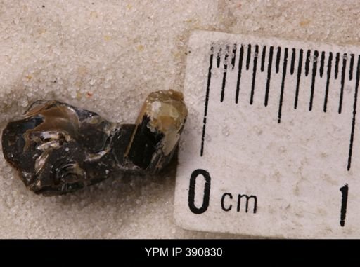 Baculites sp.