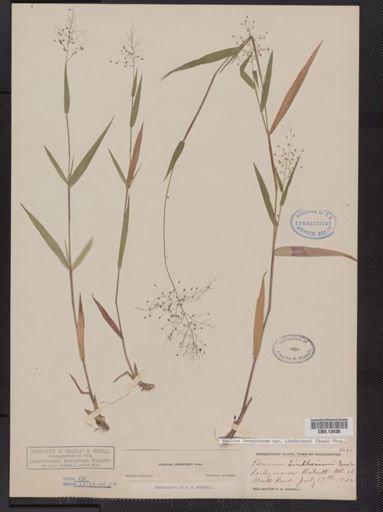 Panicum lanuginosum