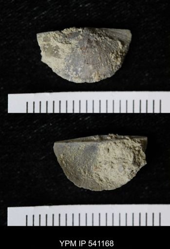 Sowerbyella sericea