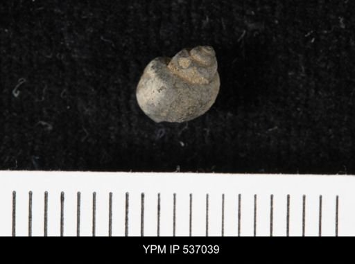 Viviparus montanaensis