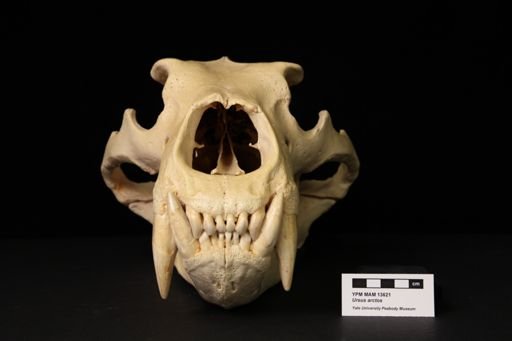 Ursus arctos