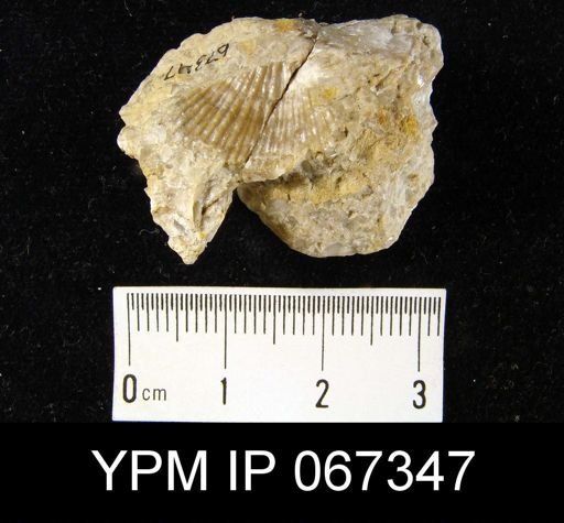 Orthostrophia strophomenoides