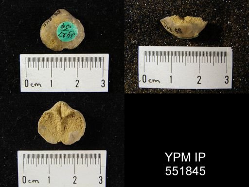 Gypidula sp.