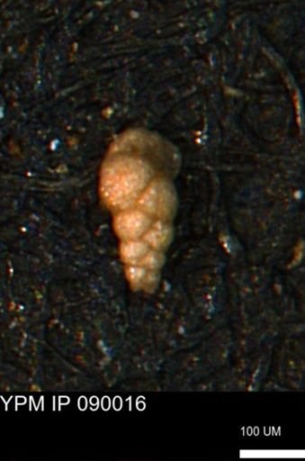Verneuilinoides kansasensis