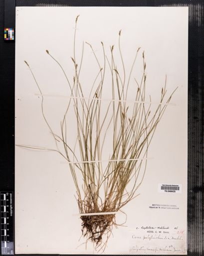Carex leptalea