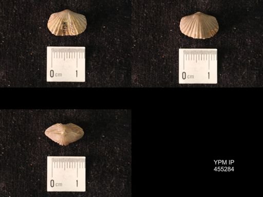 Platystrophia juvenes