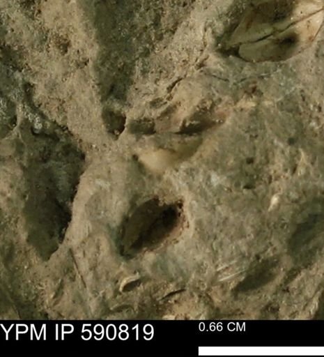 undet. Bivalvia