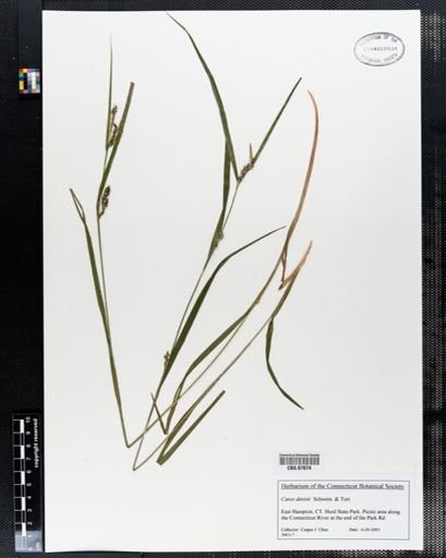 Carex davisii