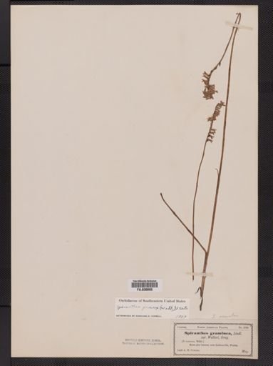 Spiranthes