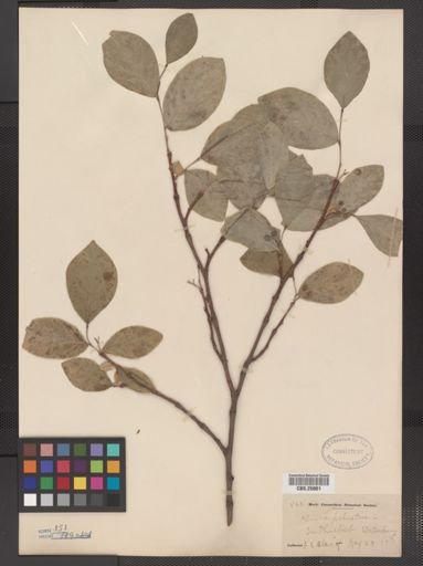 Dirca palustris