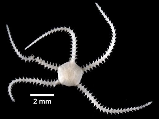 Amphipholis squamata
