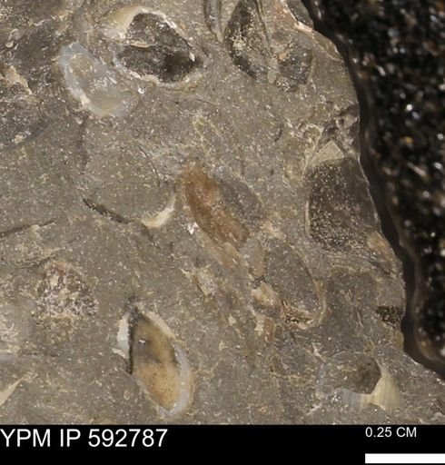 Protocardia?