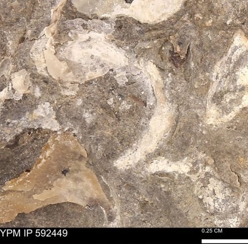 undet. Mollusca