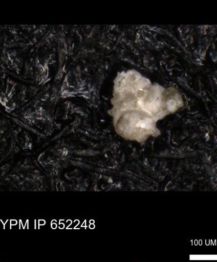 undet. Heterohelicidae