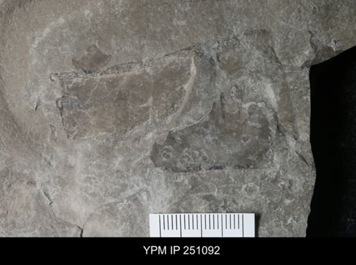 undet. Arthropoda