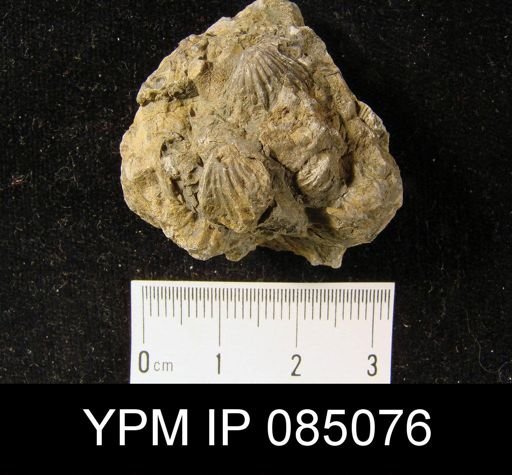 Camarotoechia vicina