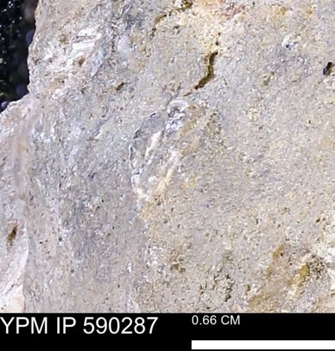 undet. Mollusca
