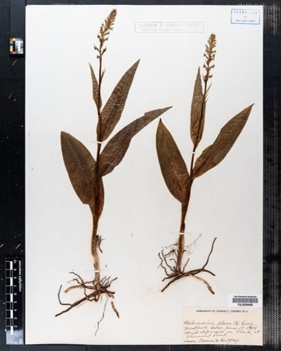 Platanthera flava