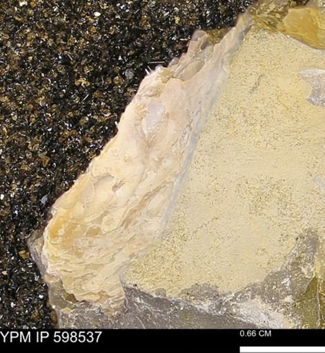 undet. Bivalvia