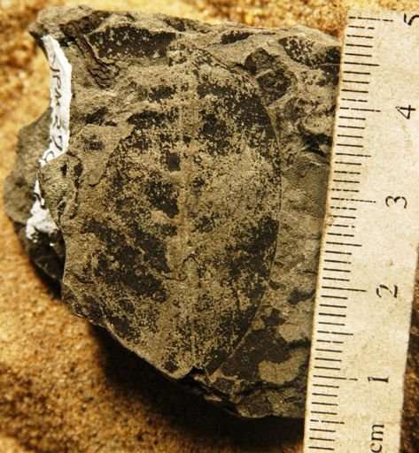 Copaiva oligocenica
