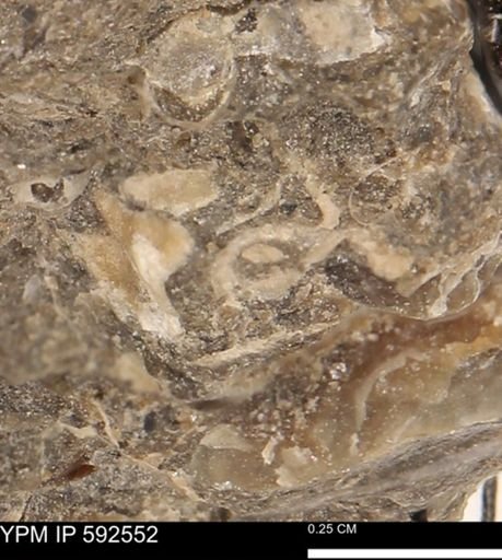 undet. Mollusca