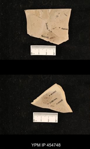 undet. Tipulidae