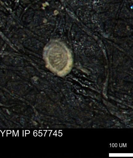 Spirolocammina subcircularis