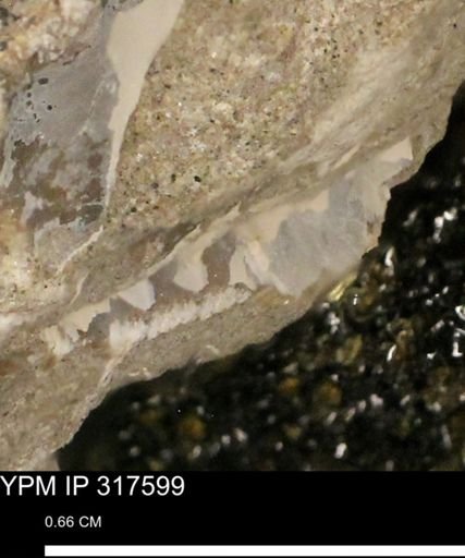 undet. Mollusca