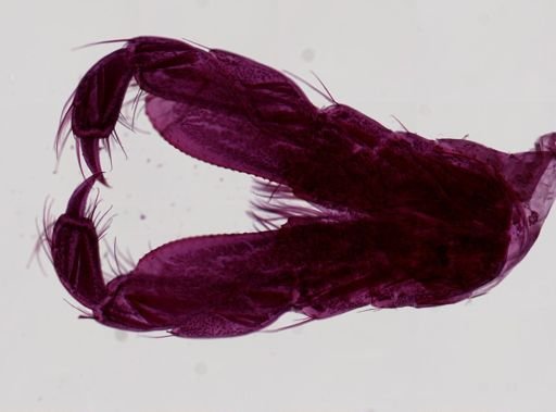 Anonyx sarsi