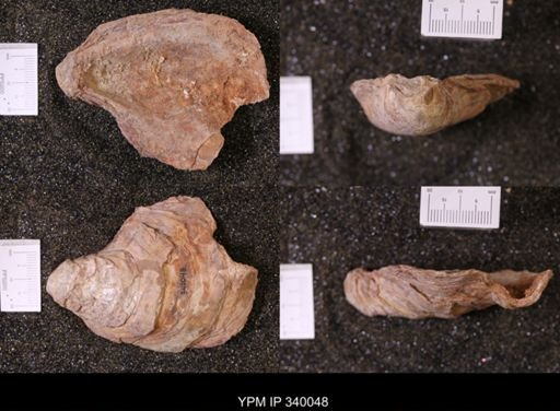 Ostrea glabra wyomingensis