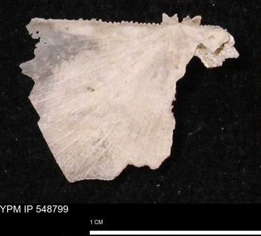 Stropheodonta perplana