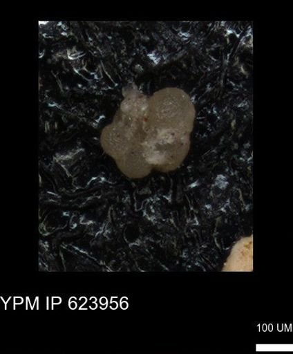 undet. Foraminiferida