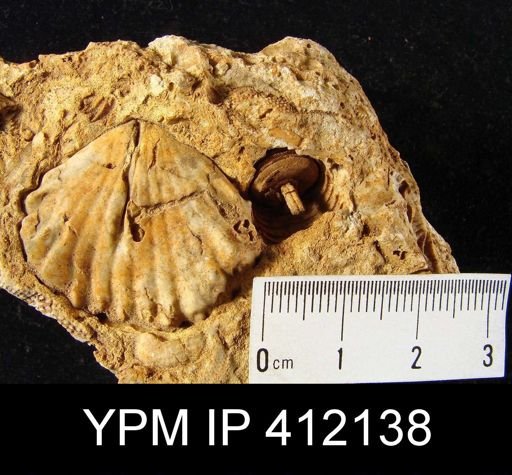Tetracamera subtrigona