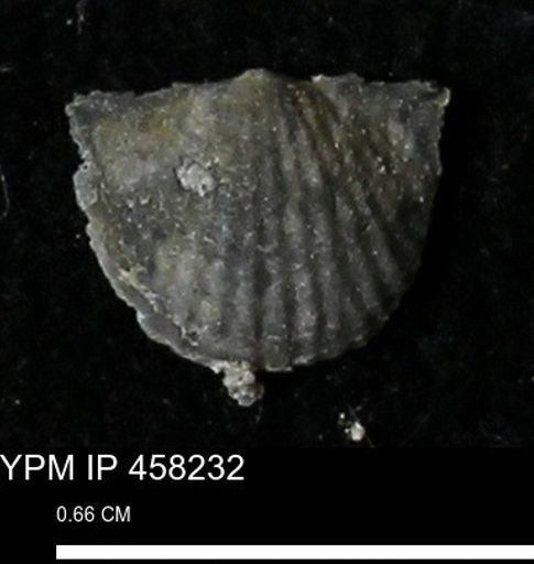 Chonetes mucronatus