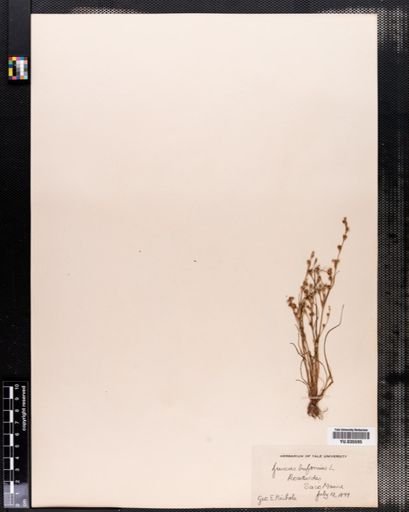 Juncus bufonius