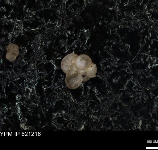 undet. Foraminiferida