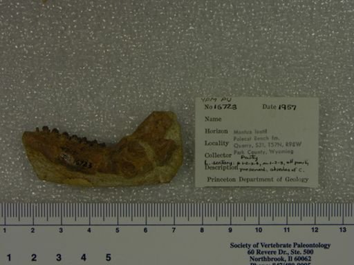 Mimatuta minuial